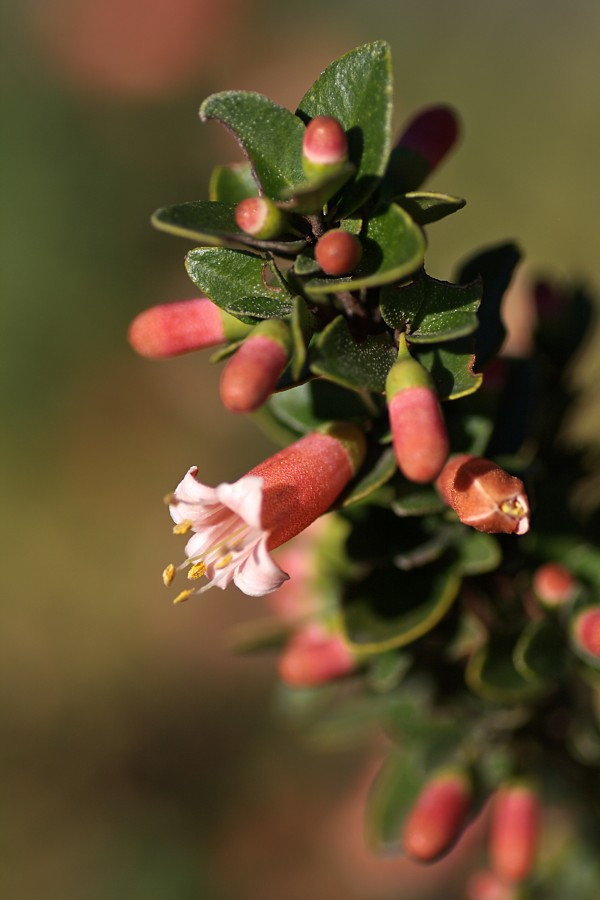 Australian Fuchsia by Joy Watson
